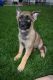 German Shepherd Puppies for sale in Allen Park, MI 48101, USA. price: $1,200