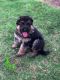 German Shepherd Puppies for sale in Greenville, SC, USA. price: $100