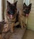 German Shepherd Puppies for sale in Allentown, PA, USA. price: $1,600