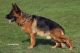 German Shepherd Puppies for sale in New Port Richey, FL, USA. price: $1,300