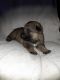 German Shepherd Puppies for sale in Alsip, IL, USA. price: $800