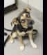 German Shepherd Puppies for sale in Clarksville, TN, USA. price: $400