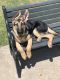 German Shepherd Puppies for sale in Buffalo, NY, USA. price: $350