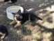 German Shepherd Puppies for sale in Eagle Creek, OR 97022, USA. price: NA