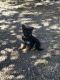 German Shepherd Puppies for sale in Eagle Creek, OR 97022, USA. price: NA