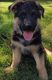 German Shepherd Puppies for sale in Knightstown, IN 46148, USA. price: NA