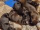 German Shepherd Puppies for sale in Rapid City, SD, USA. price: $600
