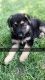 German Shepherd Puppies for sale in Salt Lake City, UT, USA. price: $700