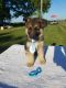 German Shepherd Puppies for sale in Ramsey, IL 62080, USA. price: NA