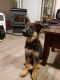 German Shepherd Puppies for sale in Melba, ID 83641, USA. price: $1,800