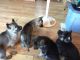 German Shepherd Puppies for sale in Draper, WI 54896, USA. price: $400