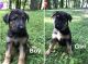German Shepherd Puppies for sale in Emmaus, PA 18049, USA. price: NA