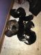 German Shepherd Puppies for sale in Harpursville, NY 13787, USA. price: NA