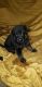 German Shepherd Puppies for sale in Ocala, FL, USA. price: NA