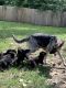 German Shepherd Puppies for sale in Fayette, MO 65248, USA. price: NA