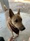 German Shepherd Puppies for sale in San Clemente, CA, USA. price: NA