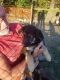 German Shepherd Puppies for sale in Perry County, OH, USA. price: NA
