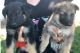 German Shepherd Puppies for sale in Jerome, ID 83338, USA. price: NA