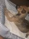 German Shepherd Puppies for sale in Greenville, SC, USA. price: $175