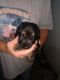 German Shepherd Puppies for sale in Arnold, MO 63010, USA. price: NA