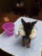 German Shepherd Puppies for sale in Elyria, OH 44035, USA. price: $450