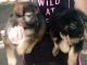 German Shepherd Puppies for sale in Wilson, NC, USA. price: NA
