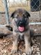 German Shepherd Puppies for sale in Franklinton, NC 27525, USA. price: $500