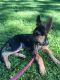 German Shepherd Puppies for sale in Huntington Station, NY, USA. price: NA