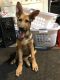 German Shepherd Puppies for sale in Huntington, NY, USA. price: NA