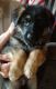 German Shepherd Puppies for sale in Granite City, IL, USA. price: NA