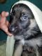 German Shepherd Puppies for sale in Dutchess County, NY, USA. price: NA