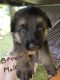 German Shepherd Puppies for sale in Viburnum, MO 65566, USA. price: NA