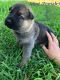 German Shepherd Puppies for sale in Portland, TX, USA. price: NA