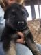 German Shepherd Puppies for sale in Taylorsville, NC 28681, USA. price: $600