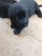 German Shepherd Puppies for sale in The Bronx, NY, USA. price: NA