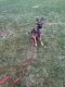 German Shepherd Puppies for sale in Mogadore, OH, USA. price: $600