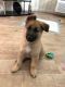 German Shepherd Puppies for sale in Palmdale, CA, USA. price: $300