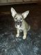 German Shepherd Puppies for sale in Elyria, OH 44035, USA. price: NA