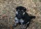 German Shepherd Puppies for sale in Opelousas, LA 70570, USA. price: $500