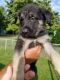 German Shepherd Puppies for sale in Elkhart, IN, USA. price: $550