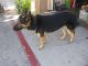 German Shepherd Puppies for sale in Escondido, CA, USA. price: $2,500