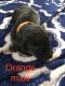 German Shepherd Puppies for sale in Rufus, OR, USA. price: NA