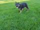 German Shepherd Puppies for sale in Utica, NY, USA. price: NA