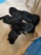 German Shepherd Puppies for sale in Selmer, TN 38375, USA. price: $950