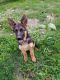 German Shepherd Puppies for sale in Salem, OR, USA. price: NA
