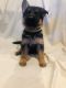 German Shepherd Puppies for sale in Dryden, MI 48428, USA. price: NA