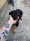 German Shepherd Puppies for sale in Peoria, IL, USA. price: NA