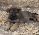 German Shepherd Puppies for sale in Iva, SC 29655, USA. price: NA