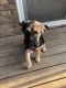 German Shepherd Puppies for sale in Vine Grove, KY, USA. price: NA