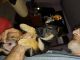German Shepherd Puppies for sale in Akron, NY 14001, USA. price: NA